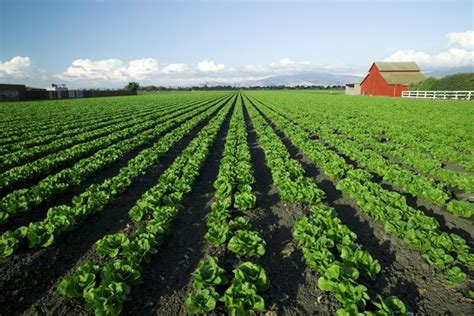 crops traduction|crop translate to spanish.